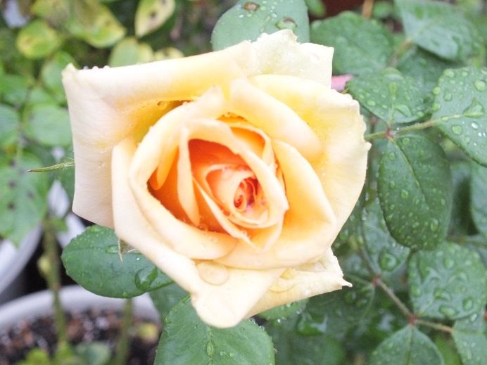  photo marilymmonroe_zps3ee641b5.jpg